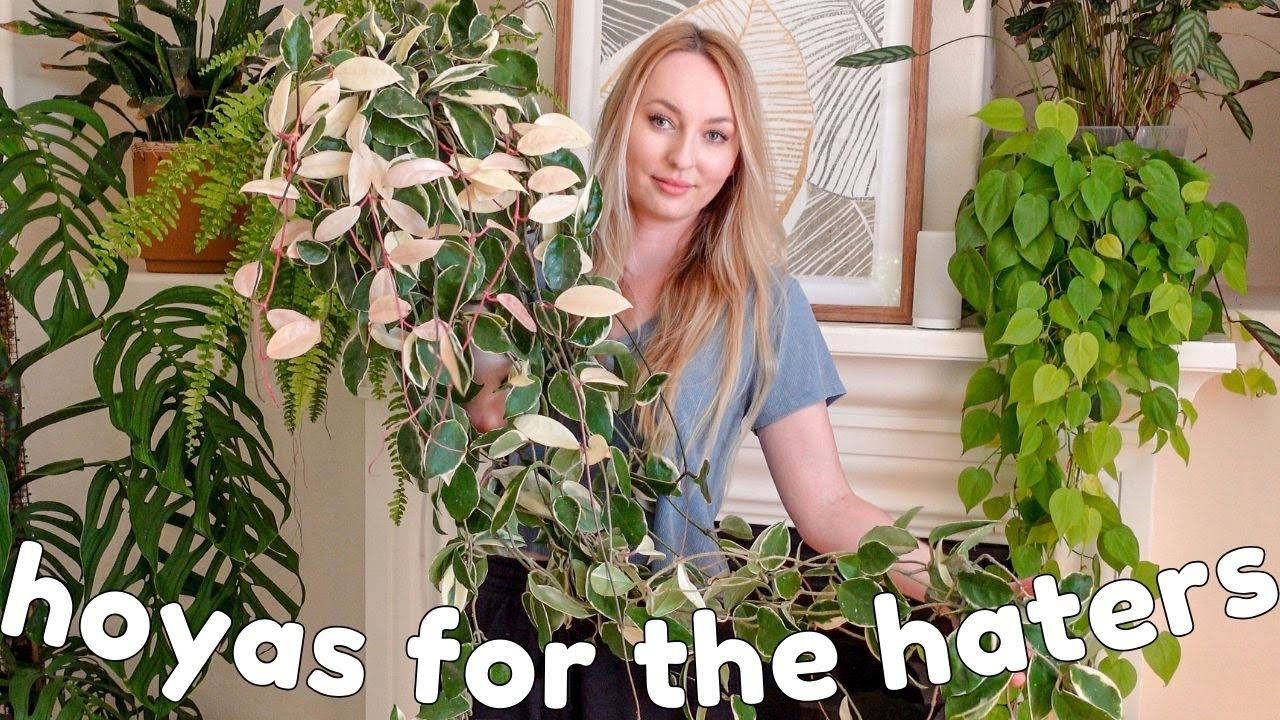 🌸 top 10 hoyas for hoya haters 👀 🌸