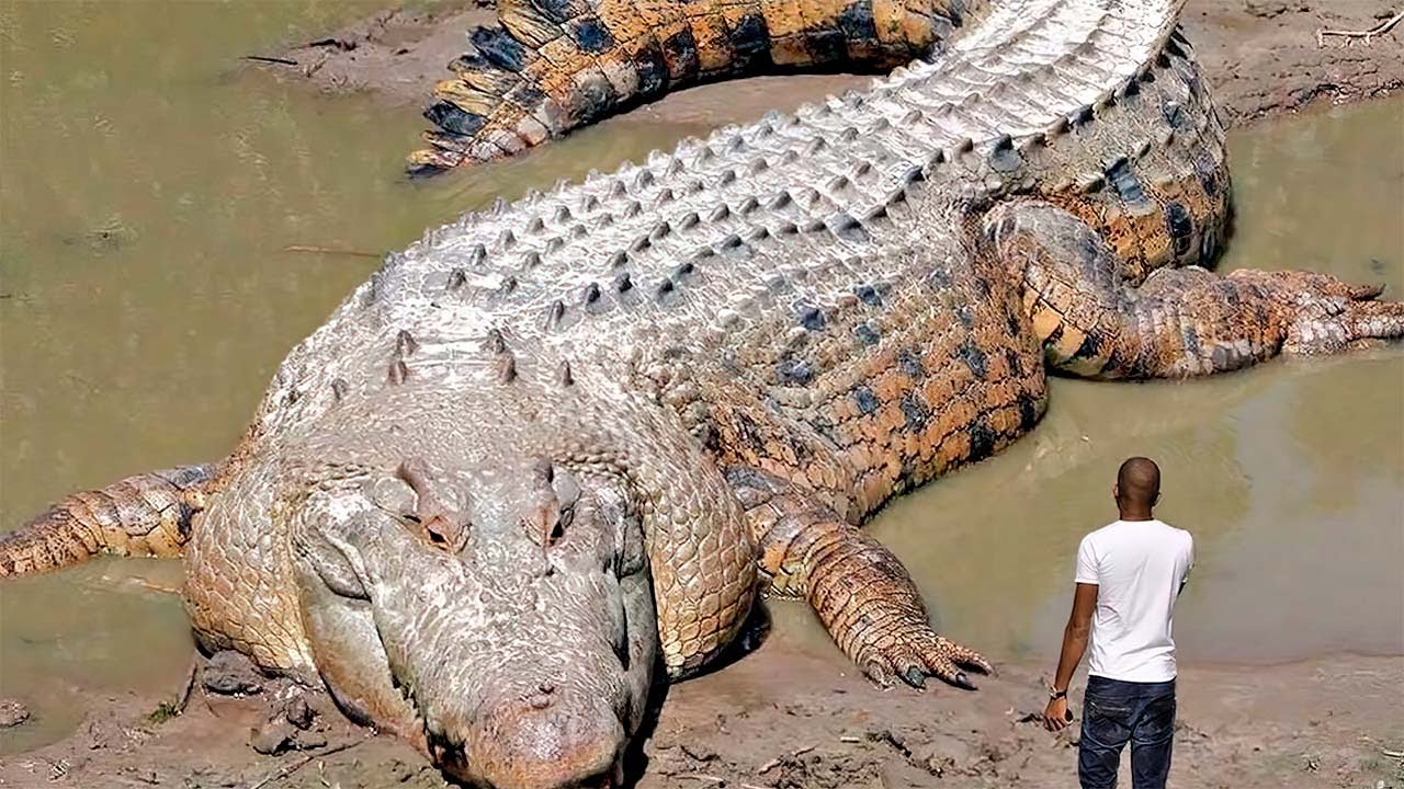 MOMENTOS INCR&Iacute;VEIS DE CROCODILOS REGISTRADOS POR C&Acirc;MERAS