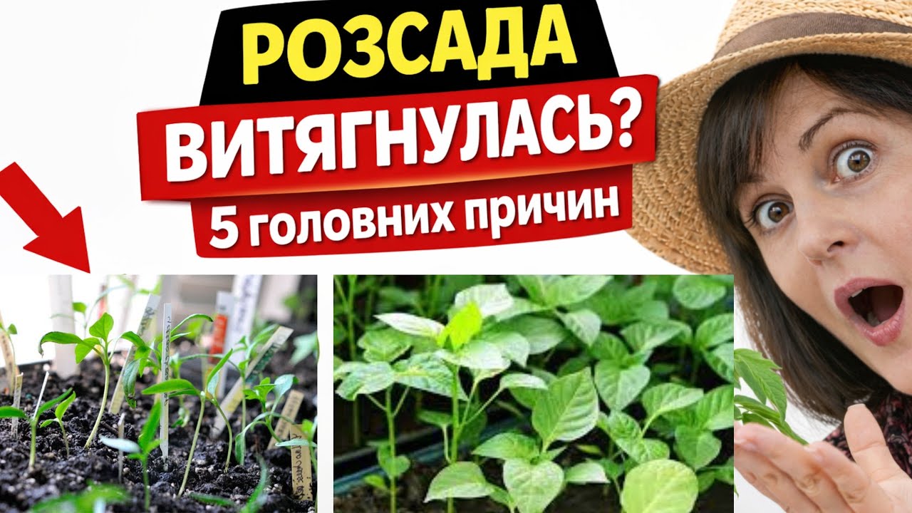 НІКОЛИ НЕ РОБІТЬ  ЦЬОГО З РОЗСАДОЮ!!!