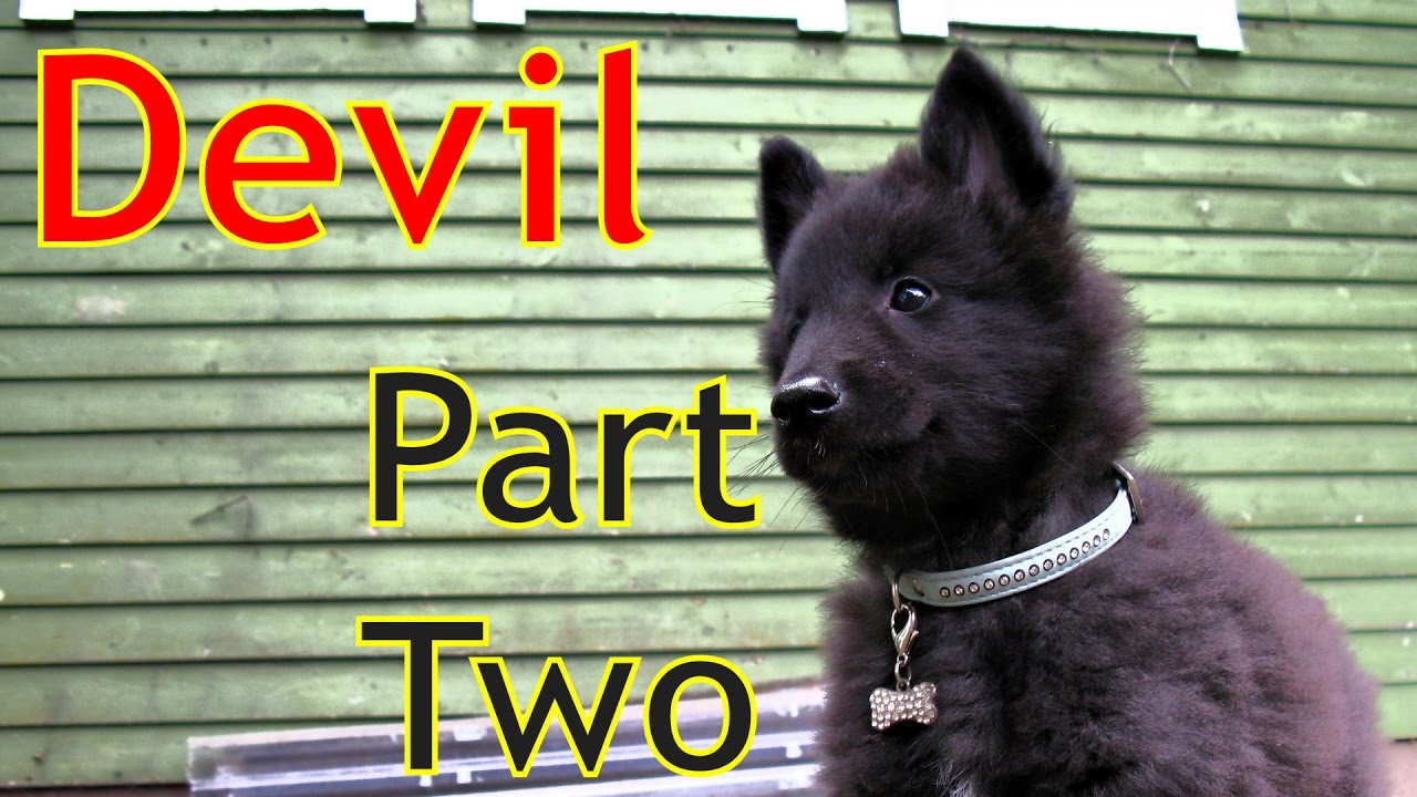 Devil, Belgian Groenendael puppy part 2