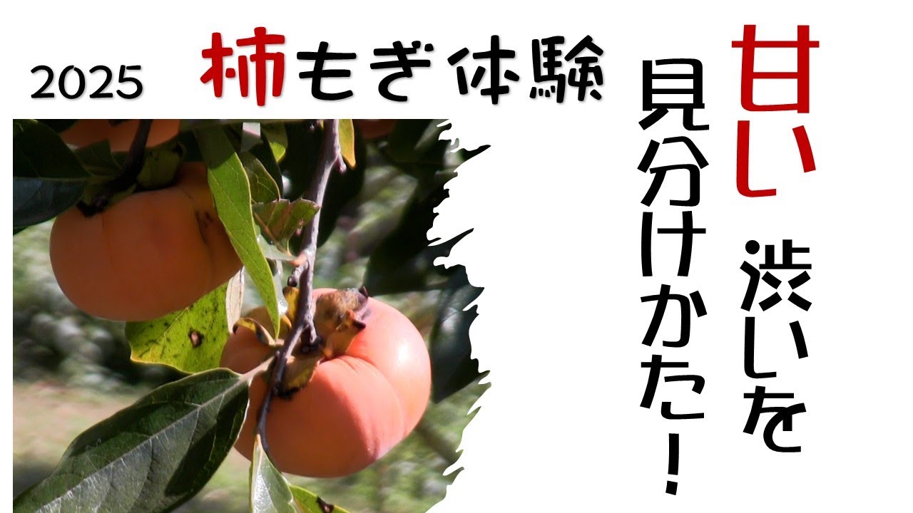 2025 柿もぎ体験！甘い・渋いの見分け方！