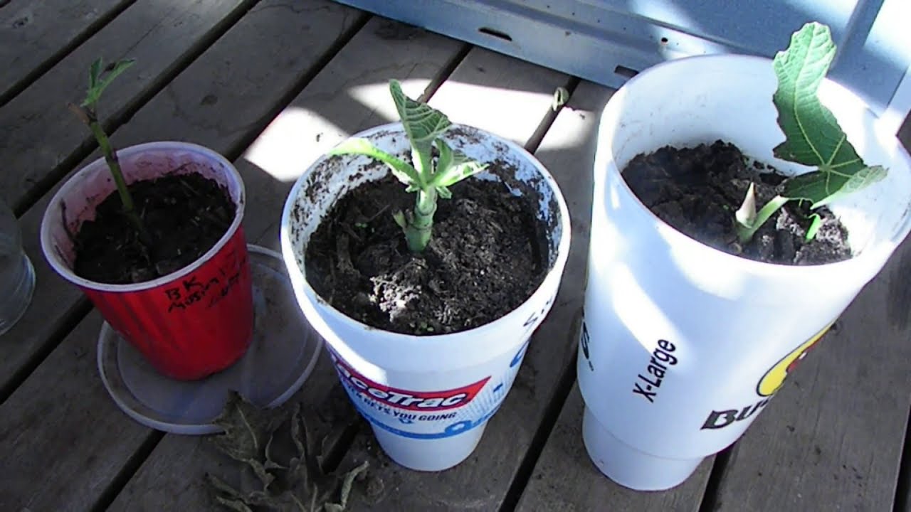Rooting green fig cuttings