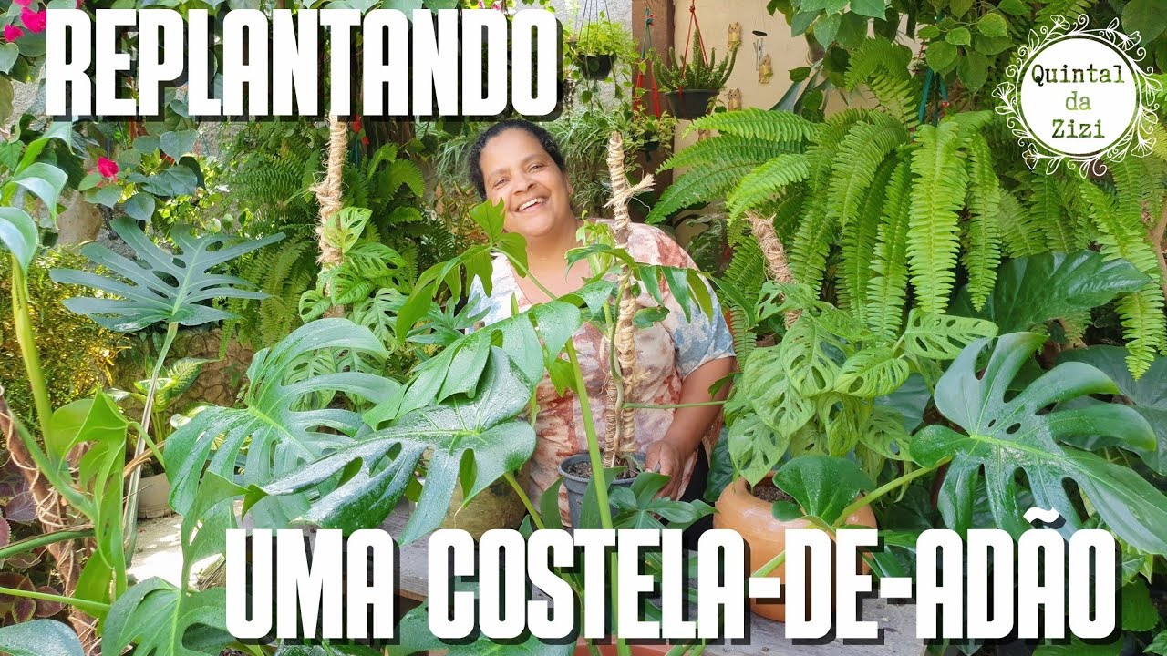 Costela de Adão: Como fazer o replante | Monstera Deliciosa, Adansonii e etc. | Dicas de cultivo