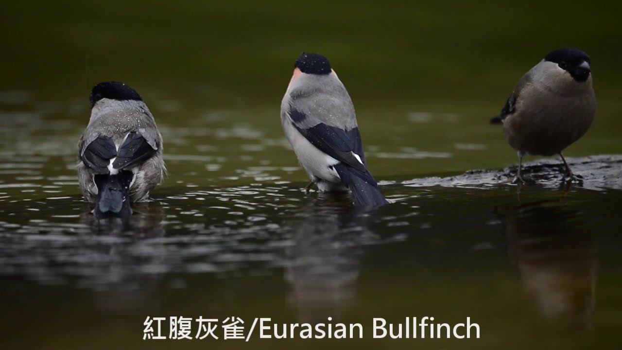 紅腹灰雀/Eurasian Bullfinch(Pyrrhula pyrrhula)singing
