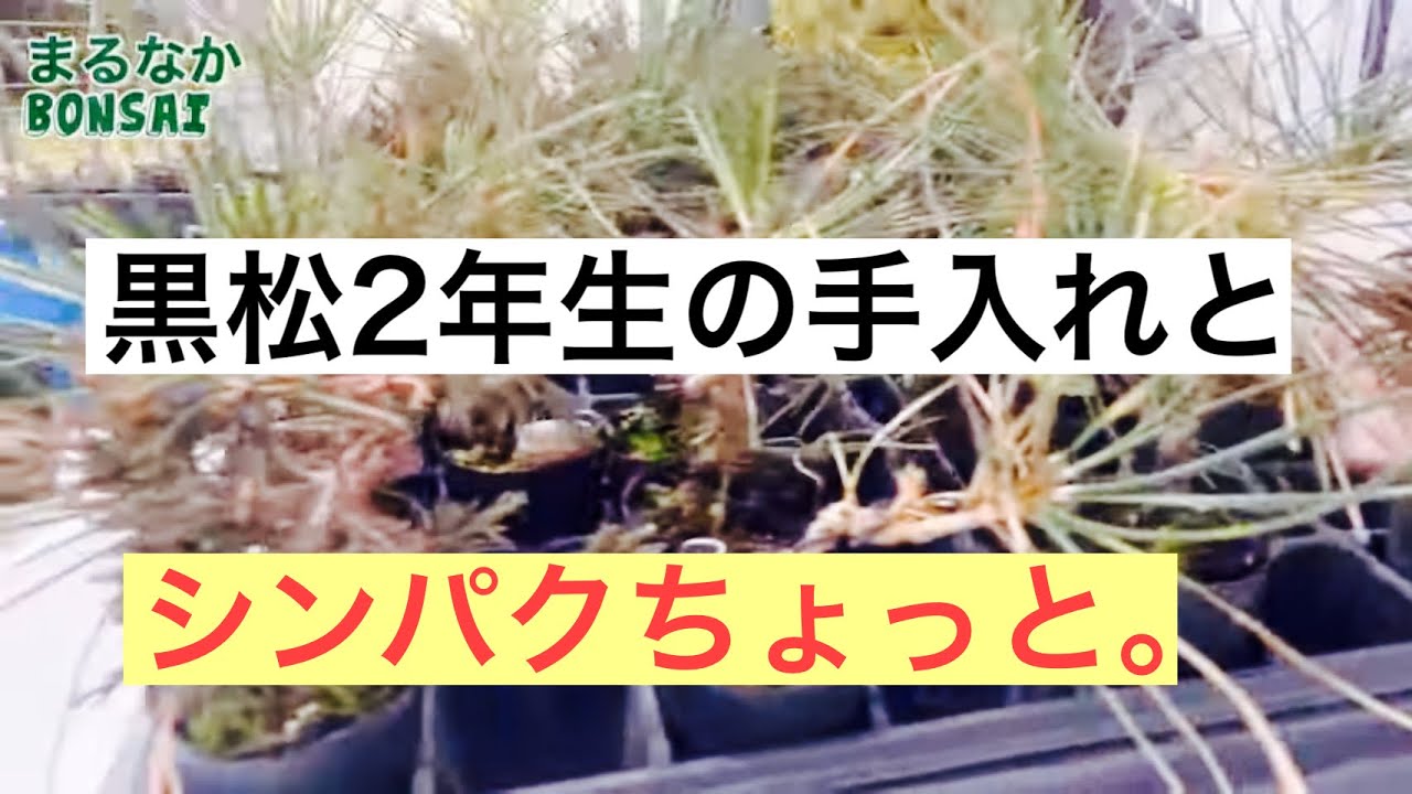 #153  黒松2年生の手入れと、シンパクちょっと。【ミニ盆栽】@bonsai1007