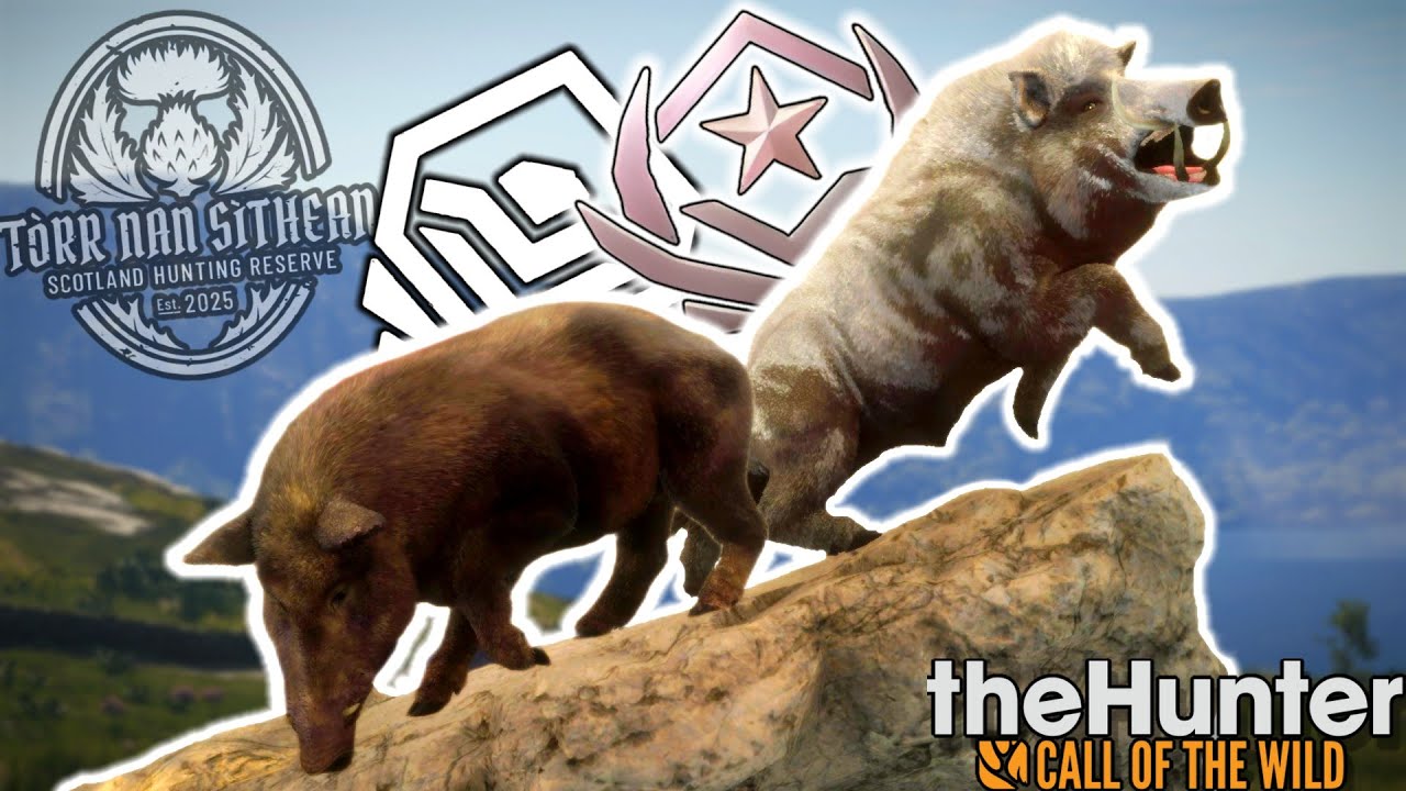 Мы добыли в Шотландии невероятно редкого и великолепного дикого кабана! - Охотник