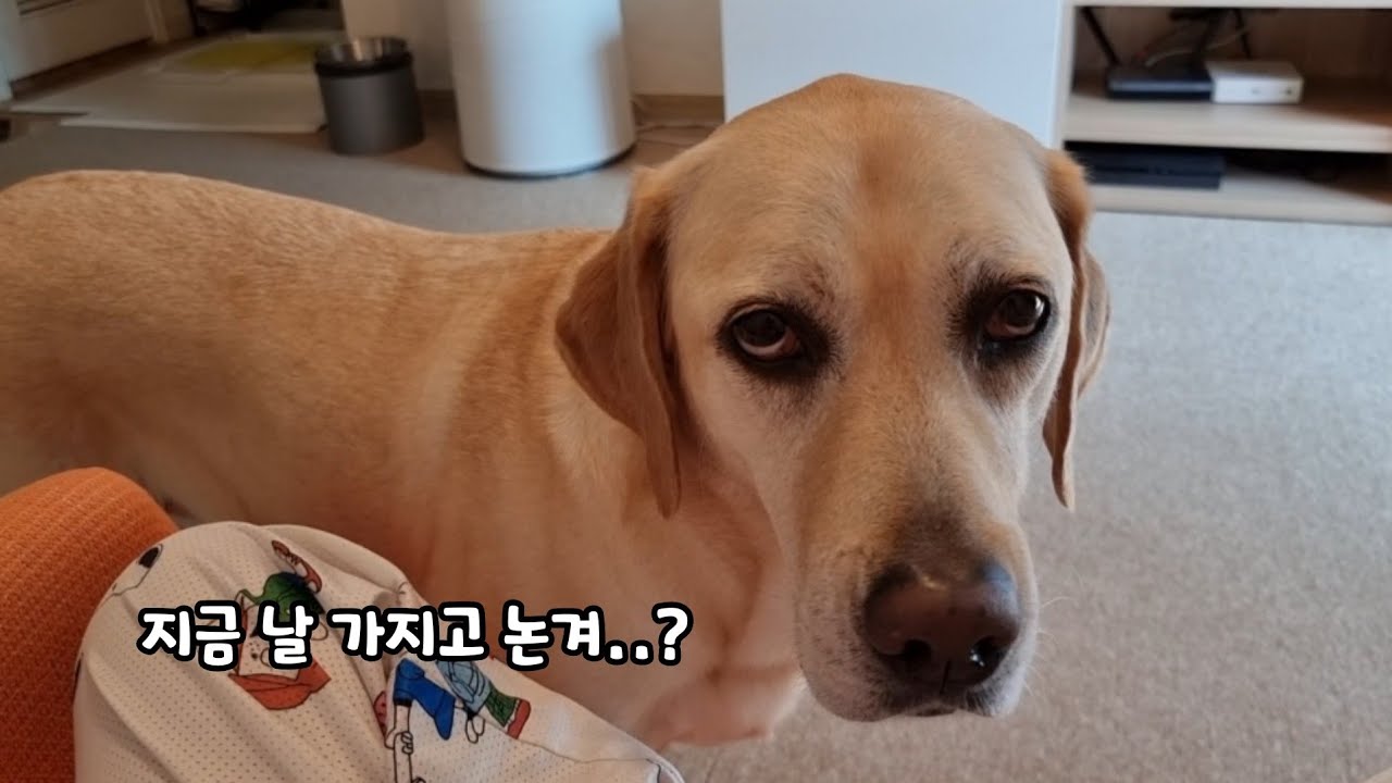 사람 무시하는 강아지 실패없이 말 듣게 하는법