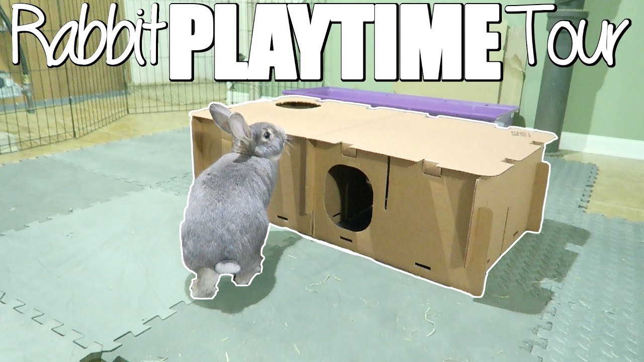 Bunny Playtime Tour