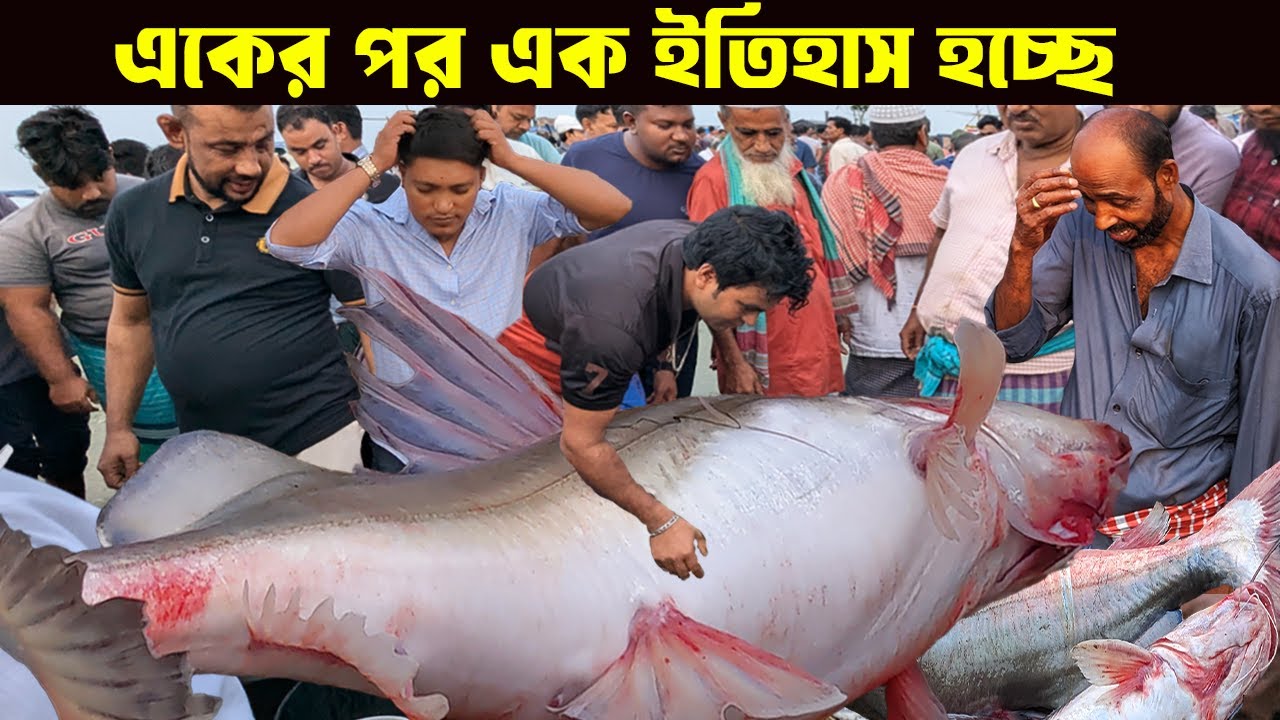 হায় হায়! একের পর এক ইতিহাস হচ্ছে মৈনট ঘাটে জেলেদের ভাগ্য খুলে গেলো | biggest fishmarket in dohar