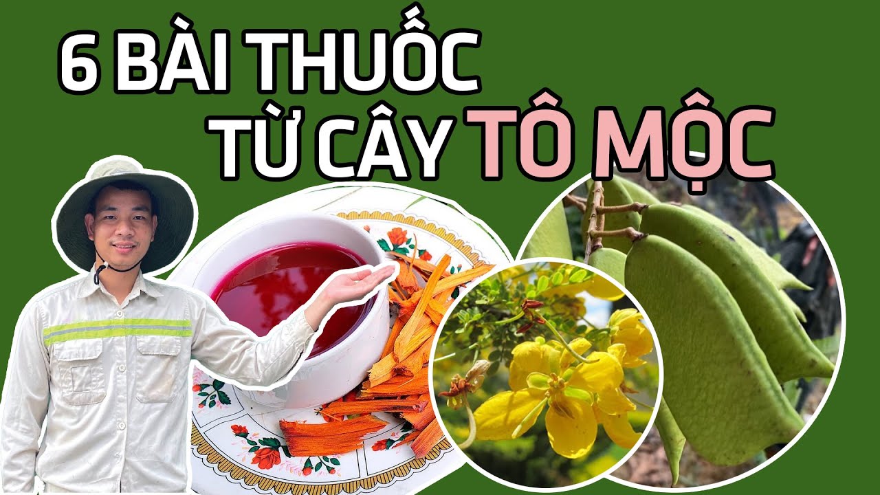 Tô mộc có tác dụng gì? 6 bài thuốc hỗ trợ trị bệnh từ cây tô mộc | DƯỢC LIỆU HOÀ BÌNH 0976.836.586