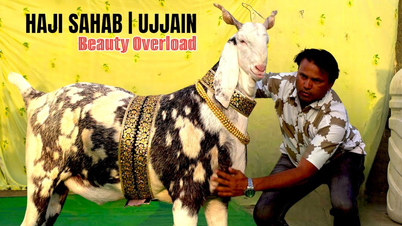 176 KG A MOST BEAUTIFUL GOAT | HAJI SAHAB UJJAIN | ESA GUJRI NAHI MILEGA