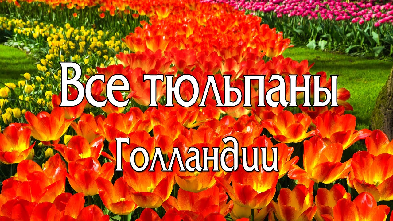 Все тюльпаны Голландии. Парк Кёкенхоф и тюльпановые поля
