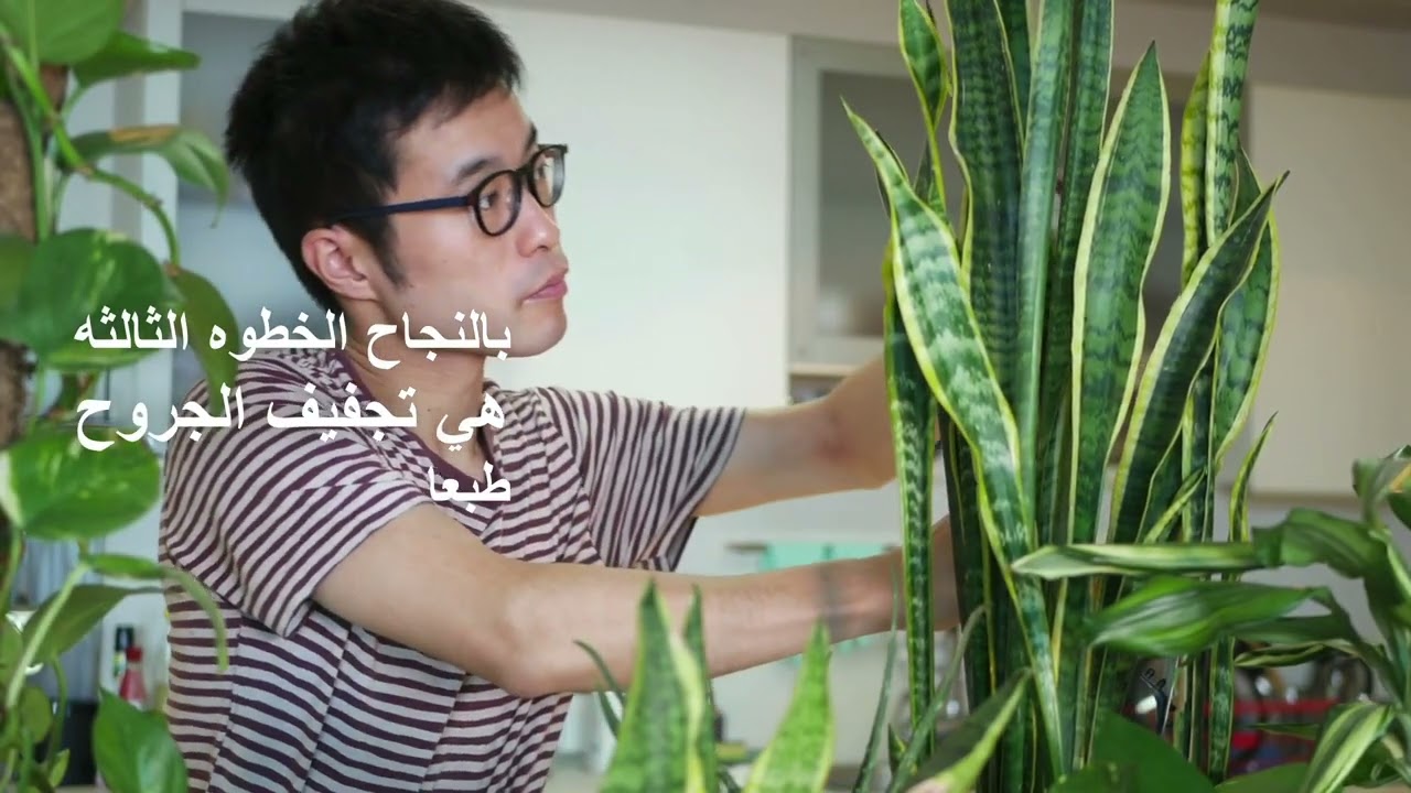 طريقه اكثار نبات جلد النمر عن طريق الاسنبات