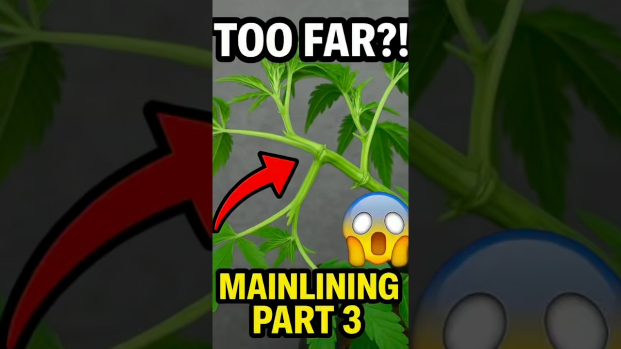 Low Stress Training + Supercropping = Mainline Magic 🌿 | Part 3 of the journey. #cannabiseducation