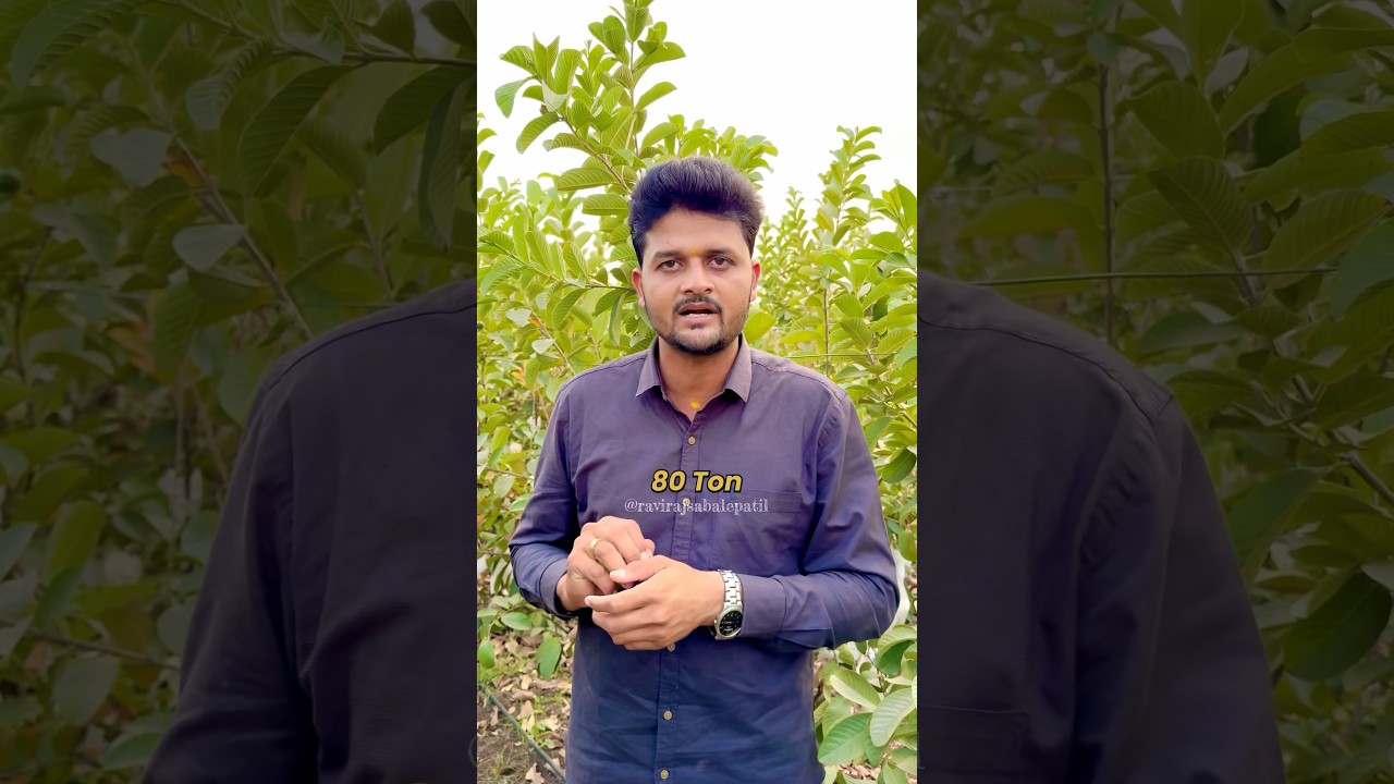 Red Diamond Guava Vs Jumbo Pink Taiwan Guava कोणता बेस्ट आहे?👩&zwj;🌾☘️❤️#ravirajsabalepatil #agricultu