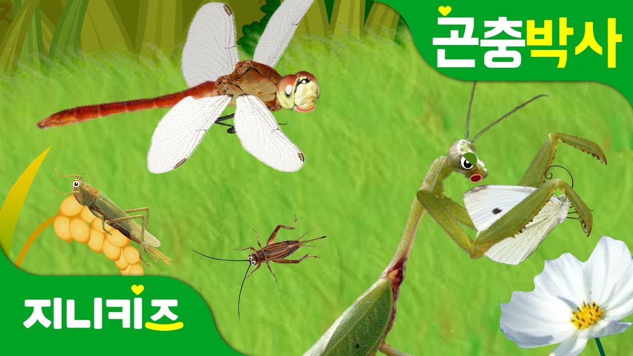 가을 곤충의 제왕은 누구? | 가을 곤충의 특징 | 곤충박사★지니키즈
