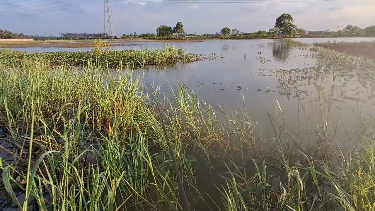 Mancing wader lagi boskuh jaer nya blom mau makan#spotrawarawa #spotnilaliar #mamcingliar 