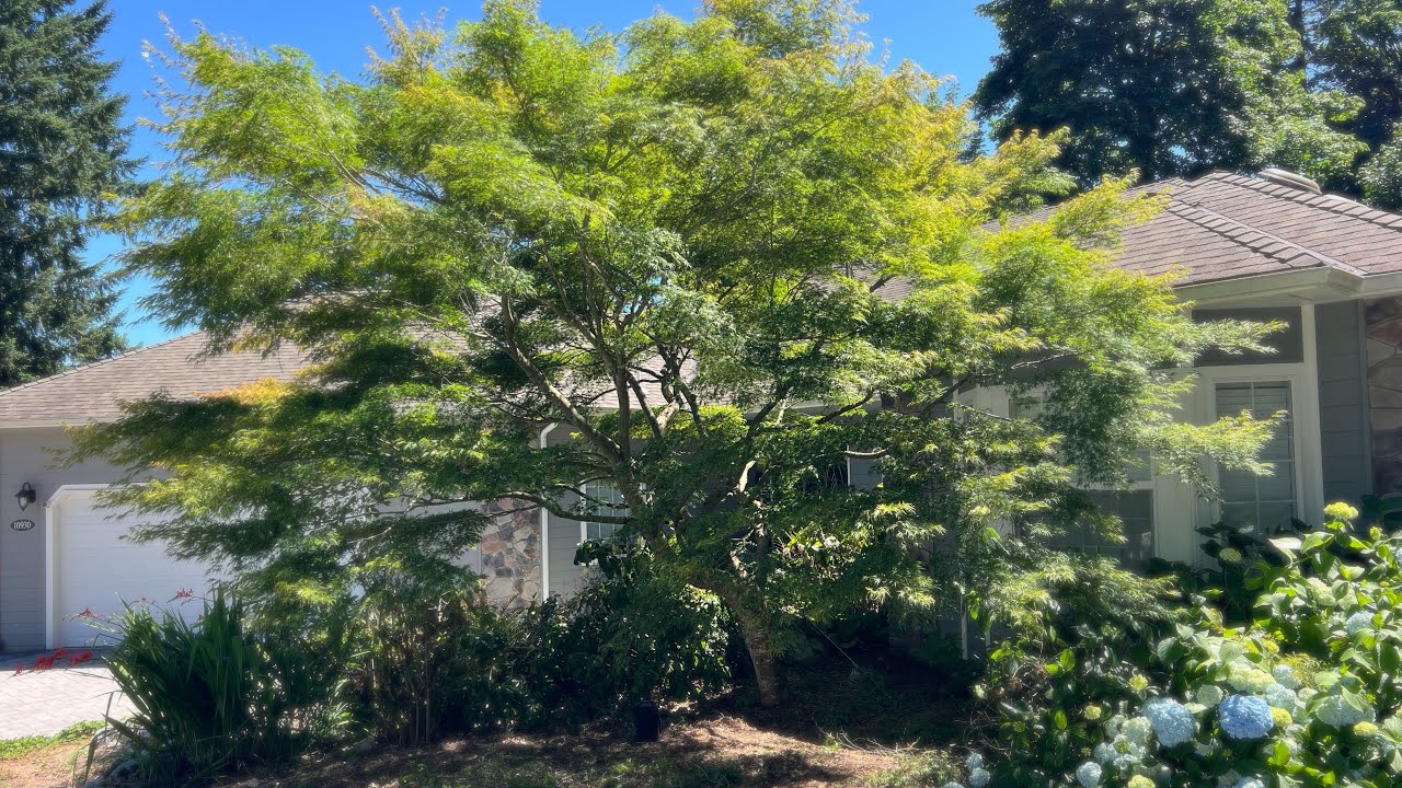 Pruning 2 Upright Japanese Maples in Echo Lake, WA - Seiryu & a linearilobum - Before & After