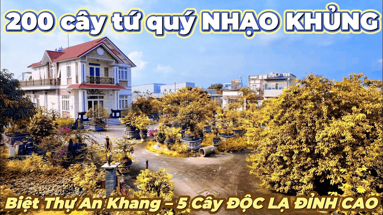 Cho&aacute;ng V&aacute;ng! Biệt Thự An Khang 200 C&acirc;y Mai Tứ Qu&yacute; Quai Nhạo KHỦNG, Lộ 5 C&acirc;y D&aacute;ng Đẹp Độc Lạ ĐỈNH CAO