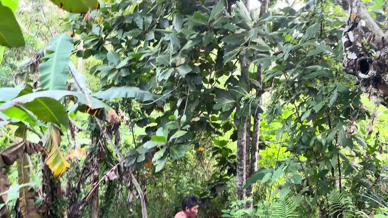 Farm in Laak Mangloy ,Davao de Oro. Philippines 4🇵🇭