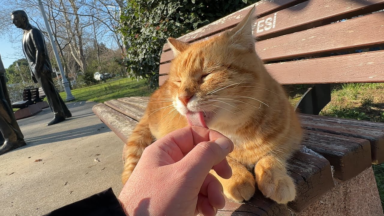 Stray cat petting a human aggressively