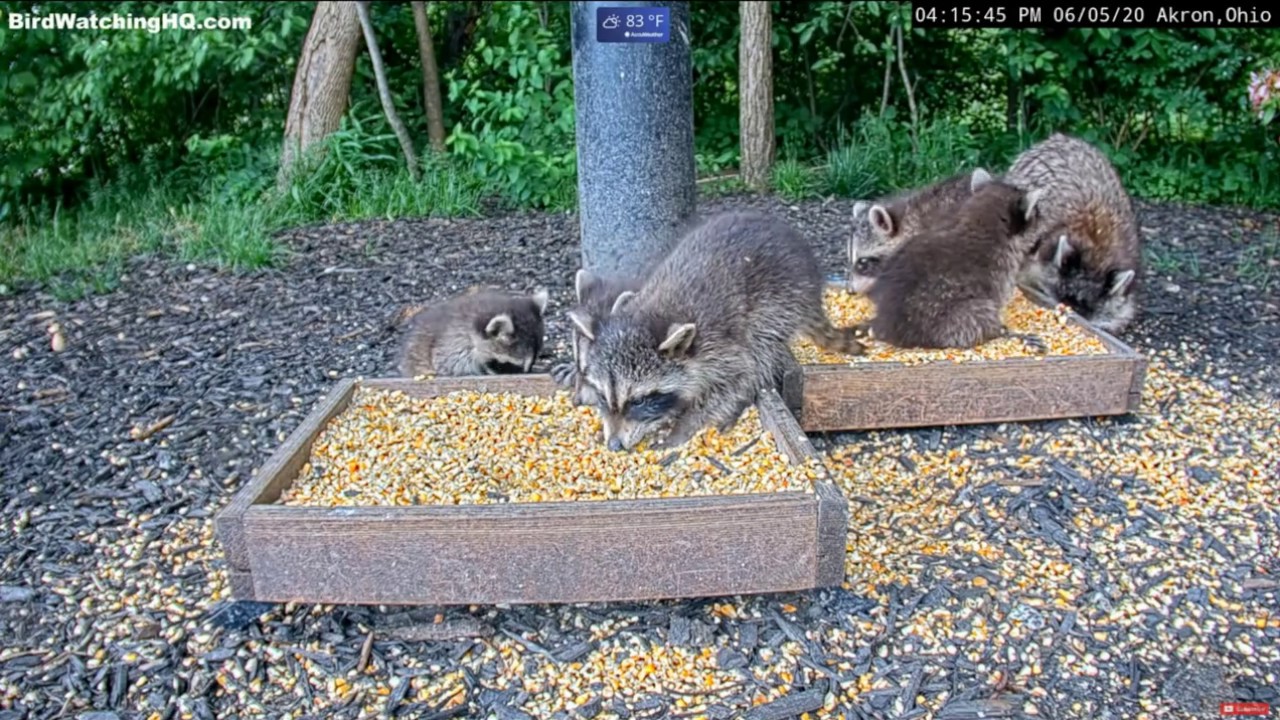 CUTENESS OVERLOAD!!! Mama Notch + 5 kits at BWHQ Akron, OH - 6.5.20