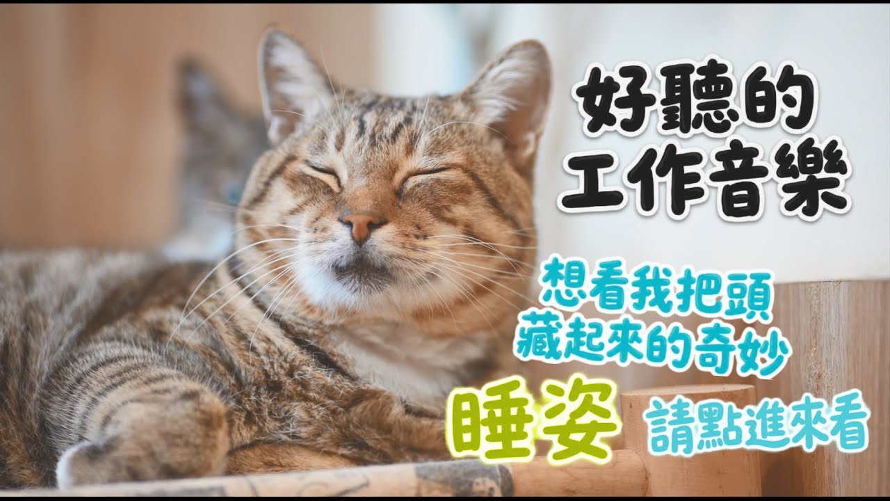 好聽日文歌 | 喵頭頂著柱子這樣睡不會不舒服嗎？ | 讀書，工作，放鬆適用背景音樂 | 貓奴社畜專用療癒影片 EP5