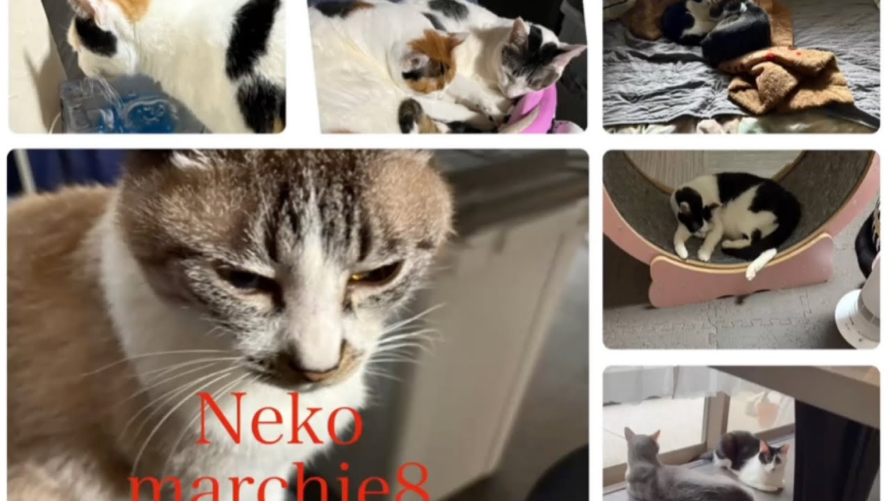 Neko marchie8 Cat′s home がライブ配信中！楽しくお話しましょ😆
