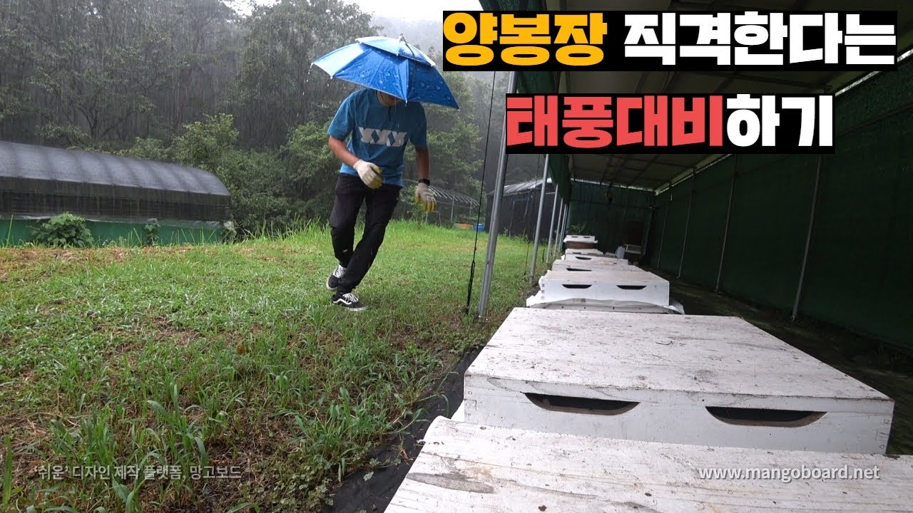 양봉장 지나가는 태풍맞을 준비하고 양봉장 개들 대피시키기