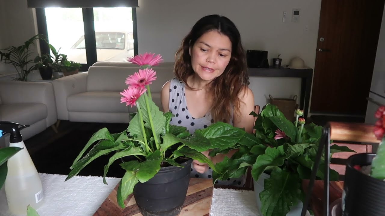 😄🌼 Gerbera daisy care #gerberaflower #gerberas #gardeningtips #gerberaflower