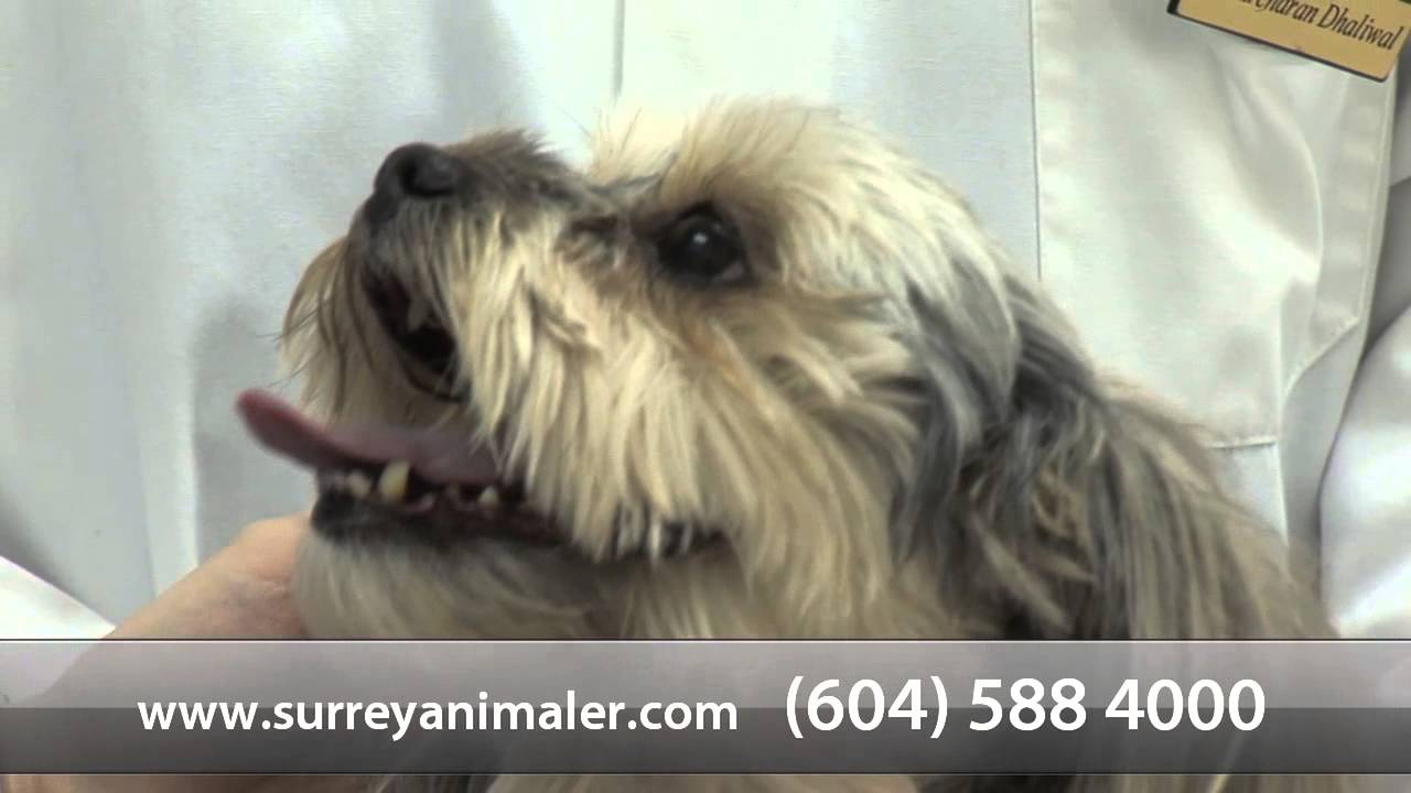 Mainland Animal Emergency Clinic - Short | Surrey, BC