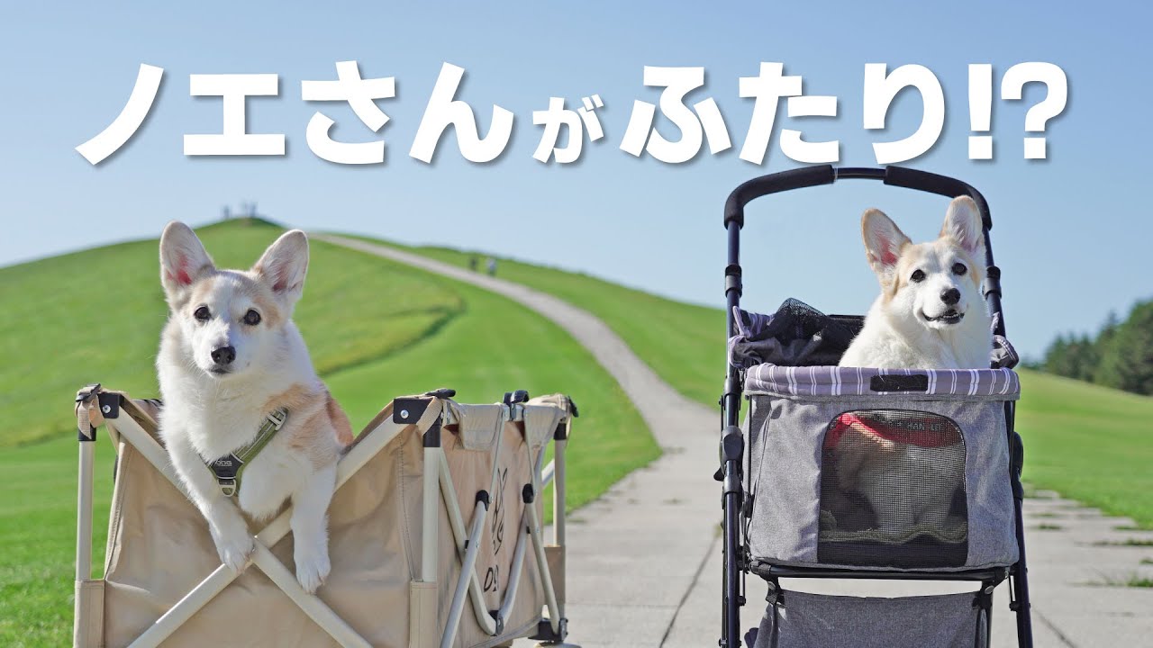 兄妹犬と11年ぶりの再会！同じ顔！同じ性格！