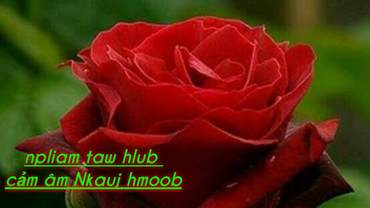 cam am . Npliam taw hlub . cảm âm  suab nkauj hmoob  .tone a4