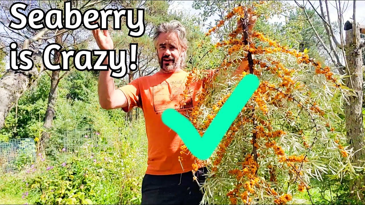 Seaberry Bounty — дикие сорта великолепны!