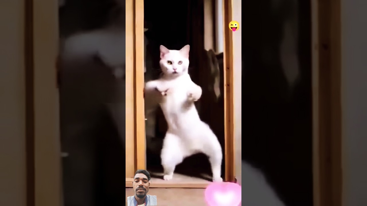 cnt dance viral short #funny #comedy #memes #dance #cat #funnyanimals #trending #funnypets #animals