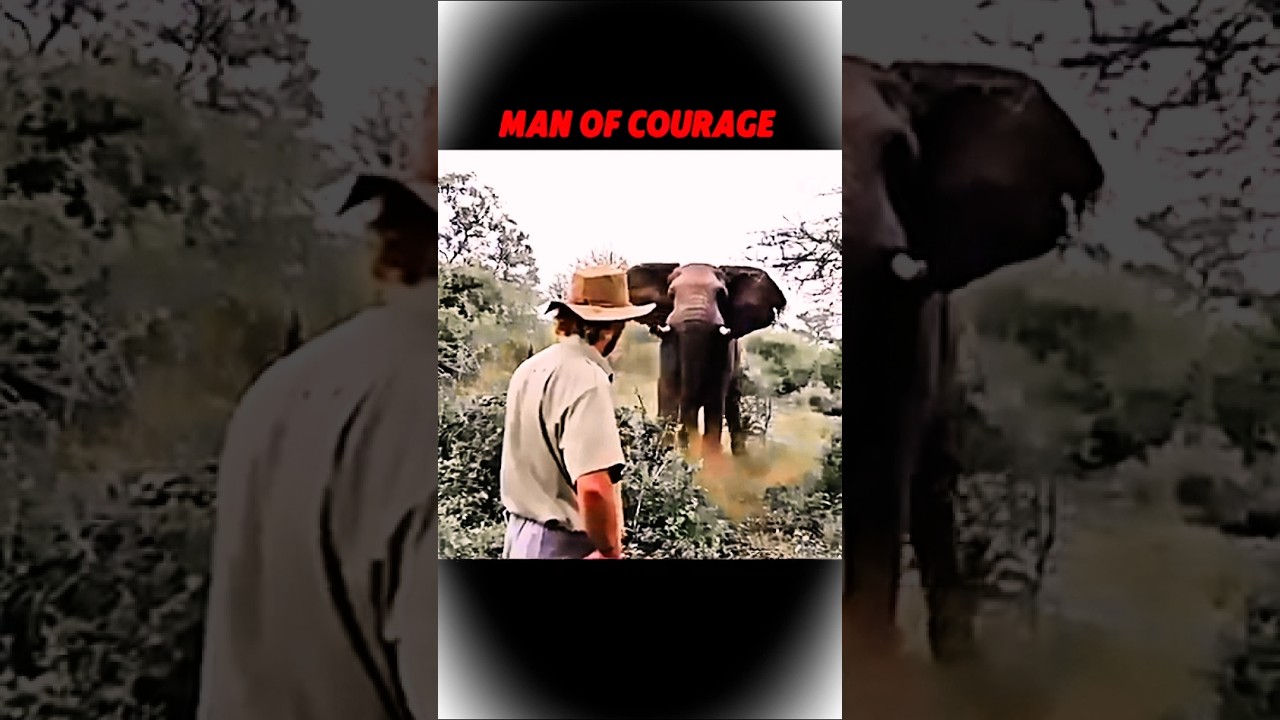 man of courage elephant #wildlife #animal #motivation