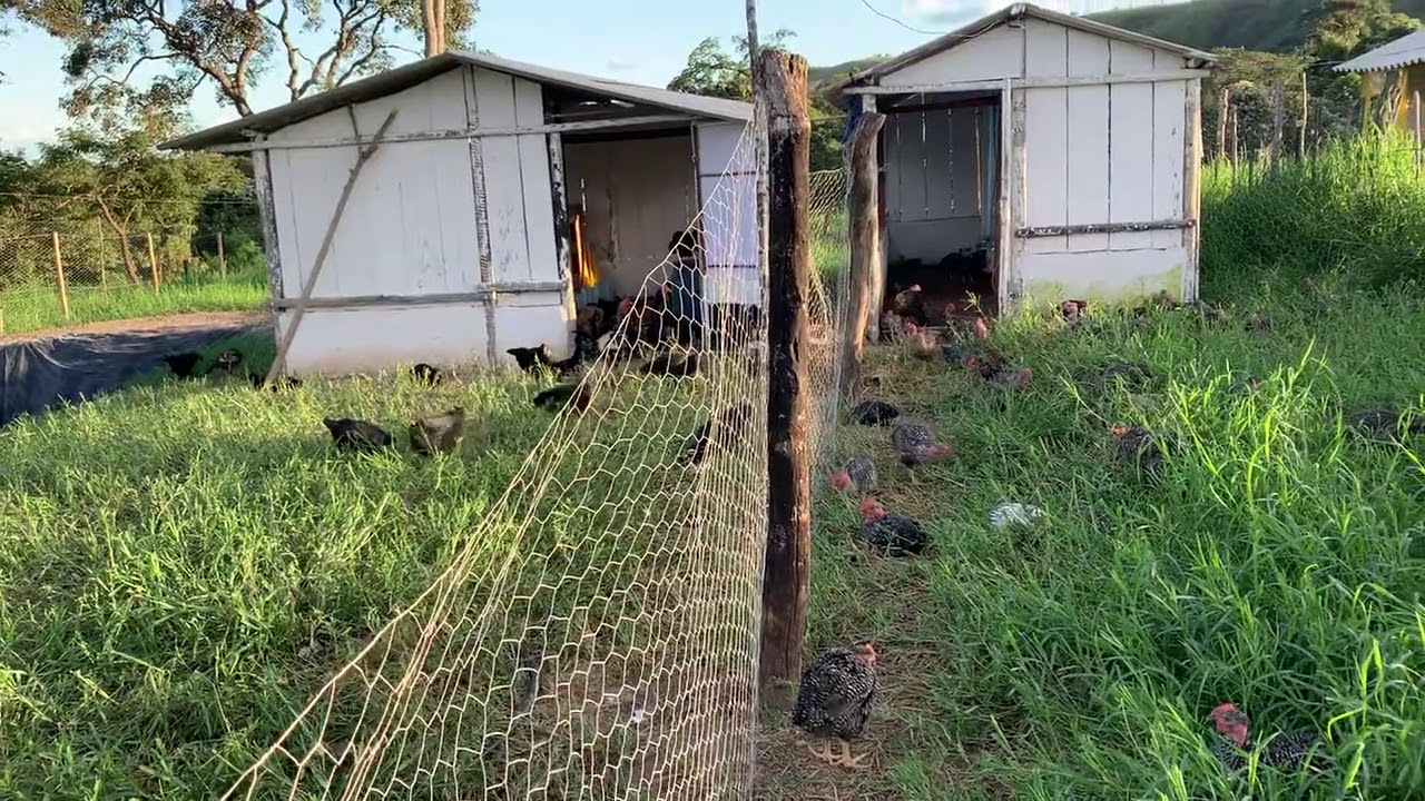 O CAPIM QUE DEIXA A GEMA DO OVO VERMELHA E MELHORA O SABOR DOS FRANGOS DO FABRÍCIO 🍗🍗🔴🔴🥬🥬