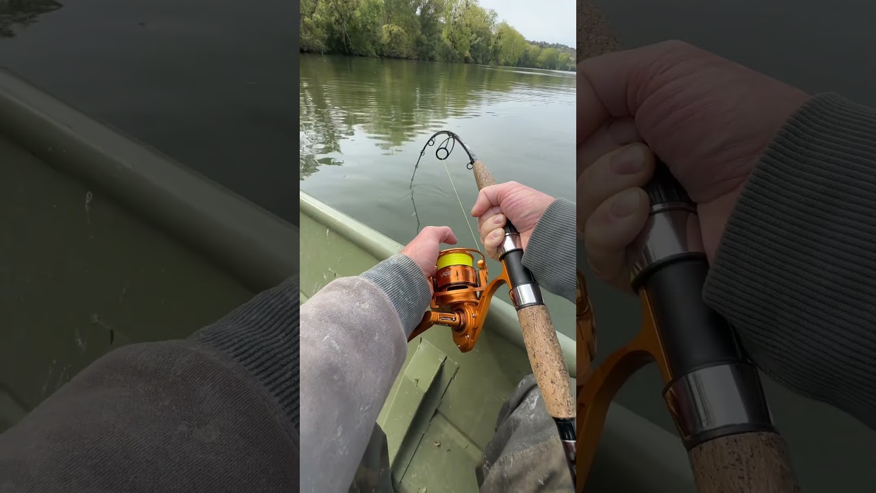 Welsguiding mit Peter Merkel #neckarwallercom #fishing #sumec #fish #welsangeln #wallerangeln #carp