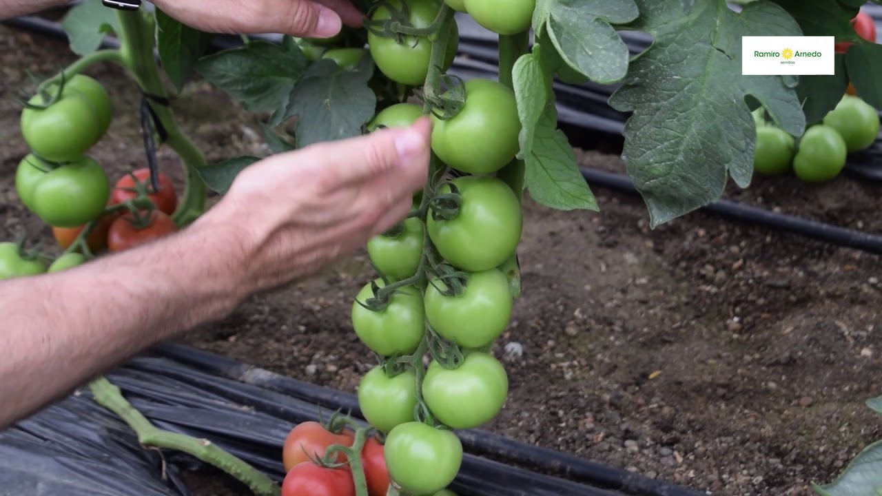 Tomate rama ROMANCERO, más kilos en invierno y calidad hasta primavera.