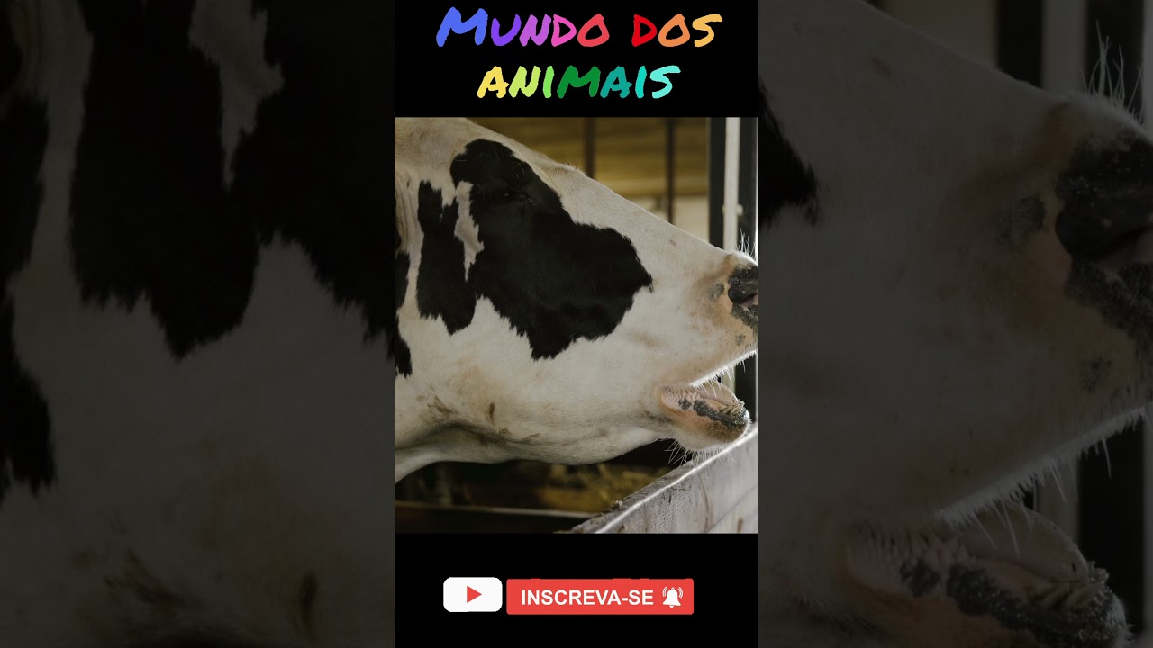 Som da Vaca | Som dos Animais | Mundo dos Animais #Shorts
