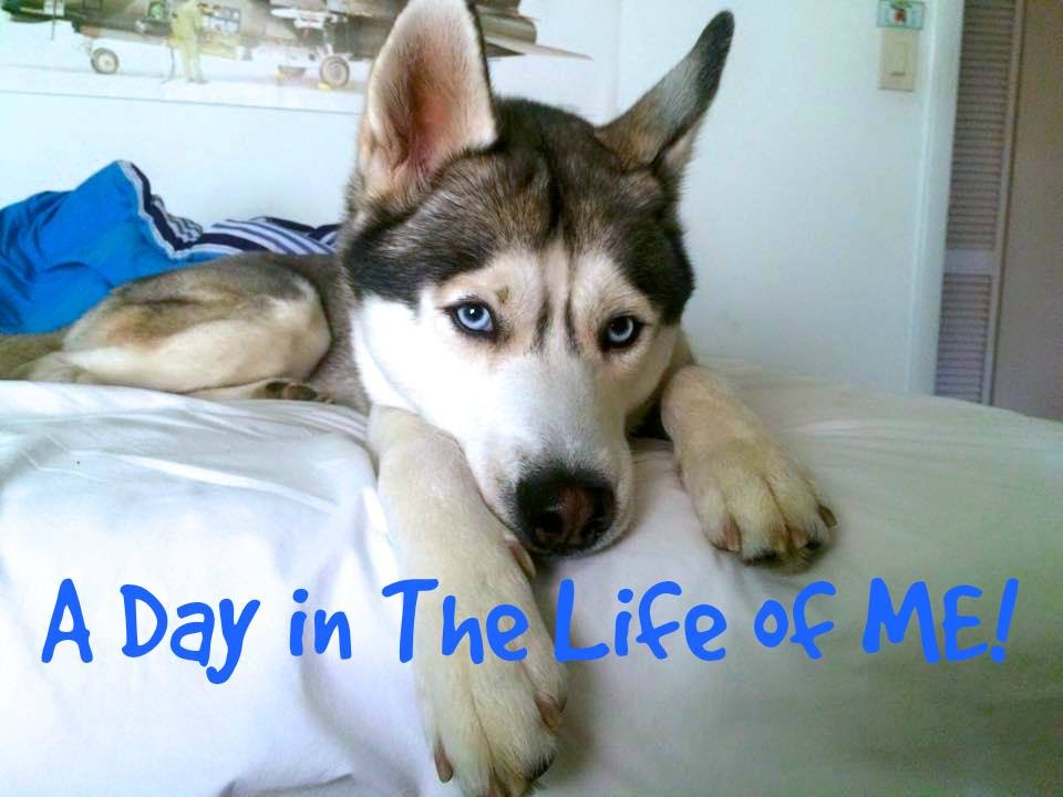 A Day in The Life Of A Husky! (Vlog Version)
