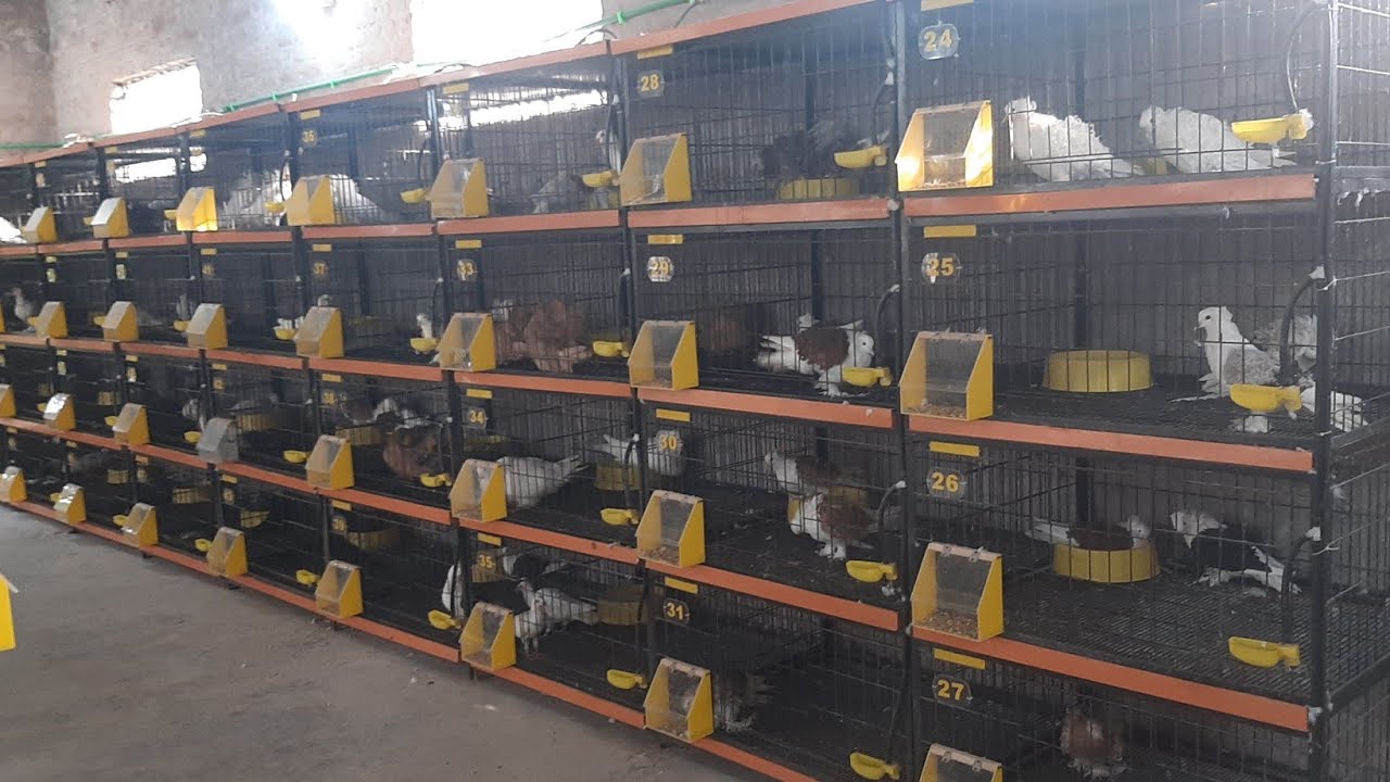 Fancy pigeon setup//Pigeon farming#pigeons #pigeonsbusiness #fancypigeon #pigeonslovers