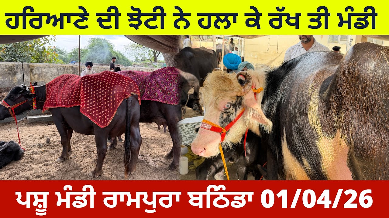 ਹਰਿਆਣੇ ਦੀ ਝੋਟੀ ਨੇ ਹਲਾ ਤੀ ਮੰਡੀ ! ਪਸ਼ੂ ਮੰਡੀ ਰਾਮਪੁਰਾ ਫੂਲ ਬਠਿੰਡਾ 01-04-26 Pashu Mandi Rampura Phul