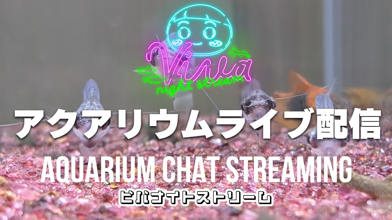 【22時配信】アクアリウム雑談配信 【ビバアクア】 #アクアリウム