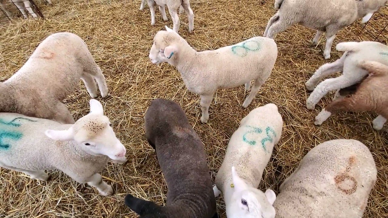 Sheep Farming: Feeding Lambs & Ewes