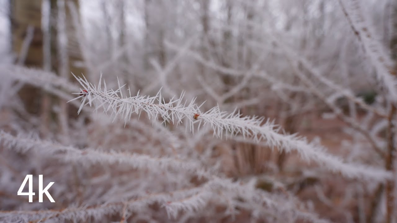 Frosty Walk in Forest Sounds from Footsteps 4K
