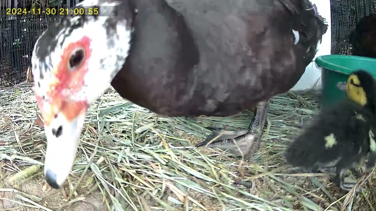 Newly Hatched Baby Ducks | Hours Old |Spy Cam Footage