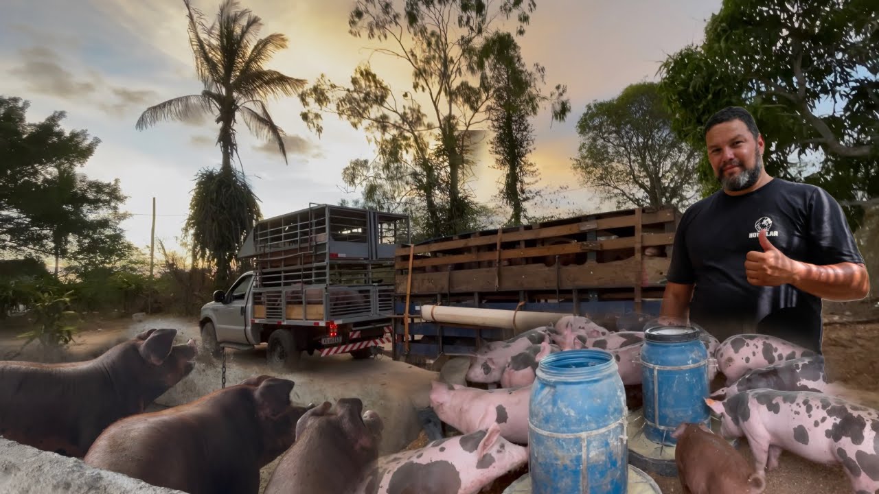 EMBARQUE DE SUÍNOS PARA NOSSO NORDESTE 