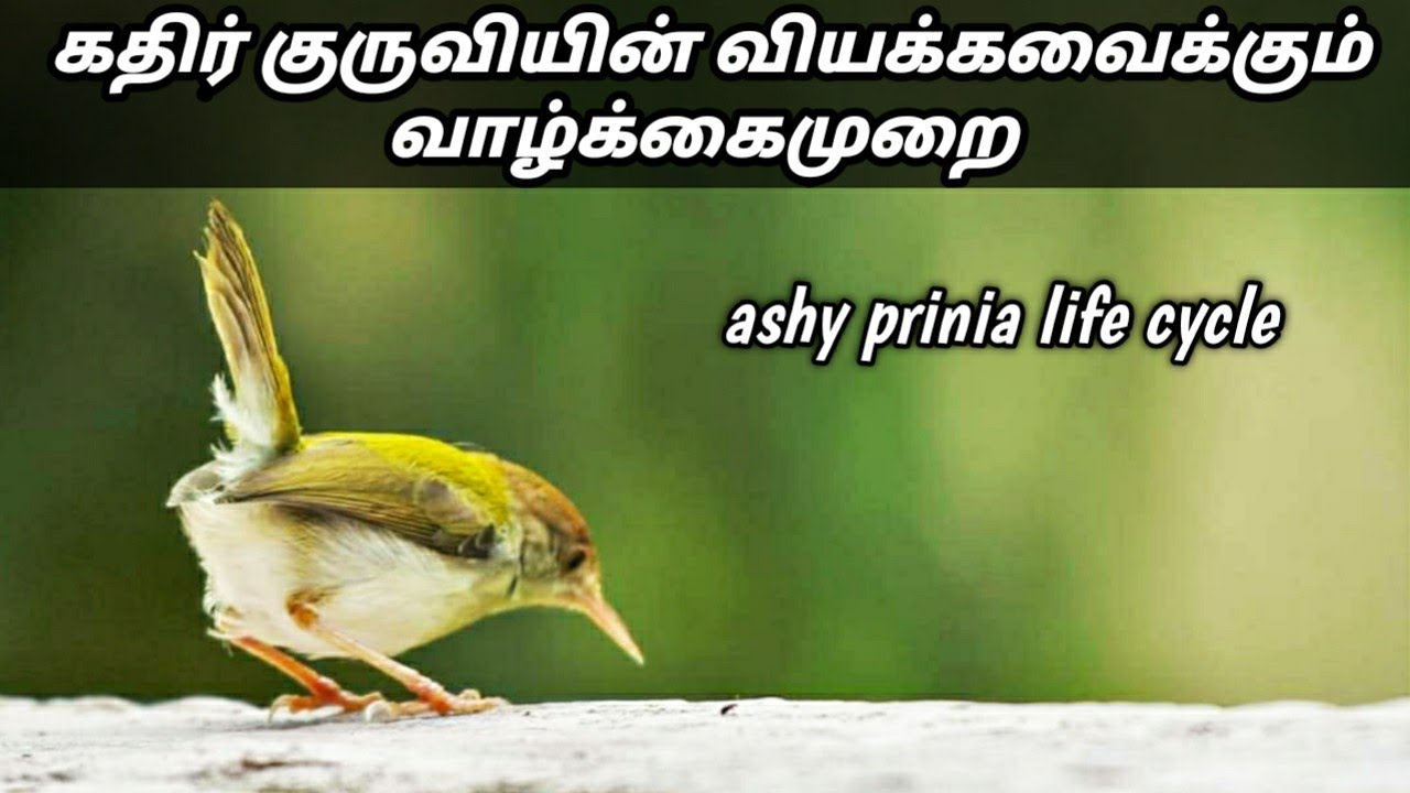 ashy prinia calling / தேன் சிட்டுக்குருவியின் வியக்க வைக்கும் வாழ்க்கை முறை.