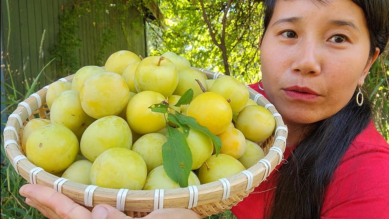 GHÉ CÂY MẬN TRIỆU TRÁI HÁI NHẸ RỔ MẬN XANH VỀ CHẤM MUỐI , ĐÃ CƠN THÈM CHUA